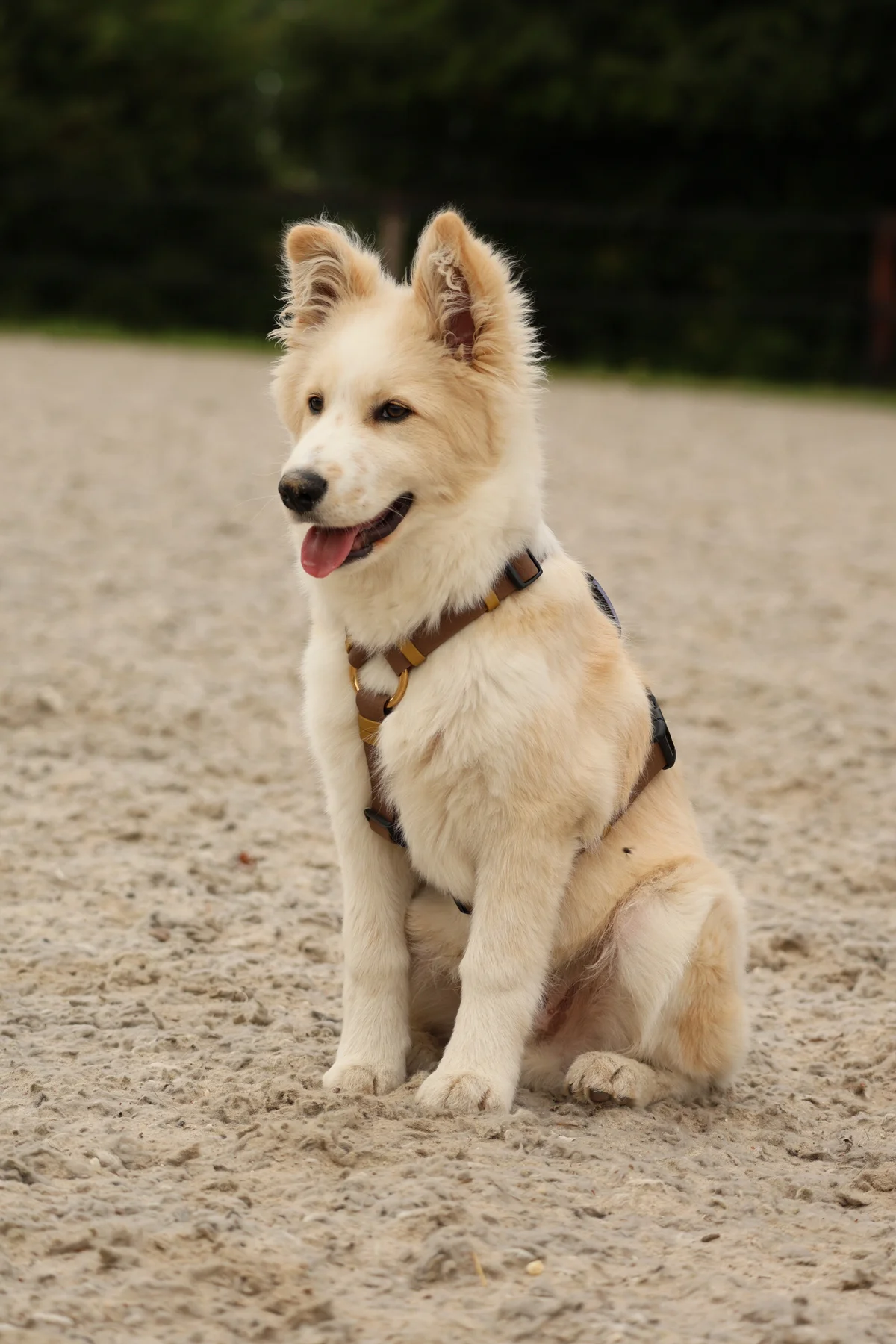 BioThane® Y-Tuig voor grote en kleine honden